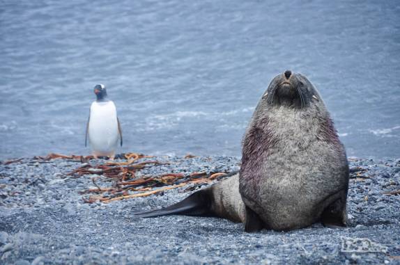 Um lobo-marinho e um pinguim gentoo dividem a mesma praia em Prion Island, na Geórgia do Sul